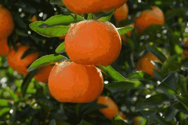 椪柑和橘子有什么區(qū)別 椪柑幾月份熟 椪柑和橘子有什么區(qū)別 椪柑幾月份熟