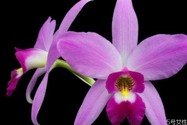 卡特蘭是一種什么植物呢 卡特蘭的作用有什么呢 卡特蘭是一種什么植物呢 卡特蘭的作用有什么呢