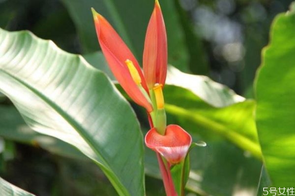 紅蕉的花語是什么呢 紅蕉的種植要注意什么呢 紅蕉的花語是什么呢 紅蕉的種植要注意什么呢
