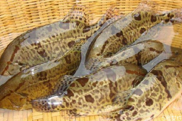 吃鱖魚(yú)有什么好處呢 鱖魚(yú)怎么做好吃呢 吃鱖魚(yú)有什么好處呢 鱖魚(yú)怎么做好吃呢