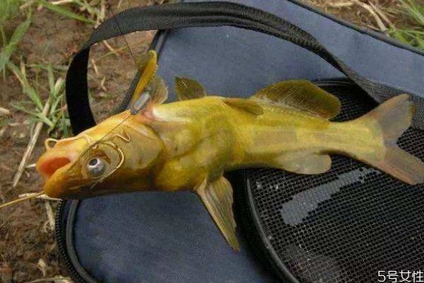 吃黃顙魚有什么好處呢 黃顙魚怎么做好吃呢 吃黃顙魚有什么好處呢 黃顙魚怎么做好吃呢