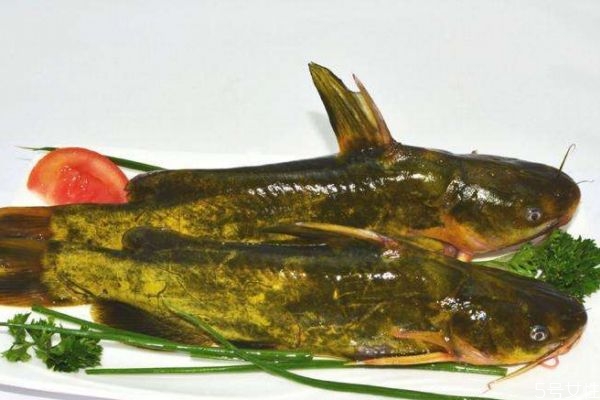 吃黃顙魚有什么好處呢 黃顙魚怎么做好吃呢 吃黃顙魚有什么好處呢 黃顙魚怎么做好吃呢