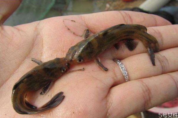 吃黃顙魚有什么注意的呢 黃顙魚適合什么人群呢 吃黃顙魚有什么注意的呢 黃顙魚適合什么人群呢