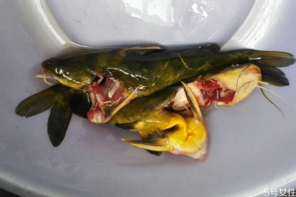 吃黃顙魚有什么注意的呢 黃顙魚適合什么人群呢 吃黃顙魚有什么注意的呢 黃顙魚適合什么人群呢