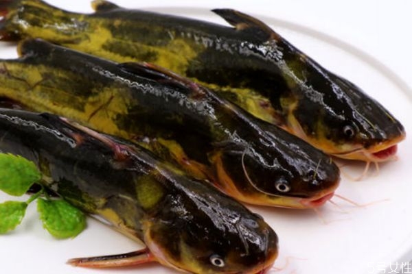 吃黃刺魚有什么好處呢 黃刺魚怎么做好吃呢 吃黃刺魚有什么好處呢 黃刺魚怎么做好吃呢