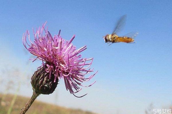 風(fēng)毛菊的花期是什么時(shí)候呢 風(fēng)毛菊的種植有什么注意的呢 風(fēng)毛菊的花期是什么時(shí)候呢 風(fēng)毛菊的種植有什么注意的呢