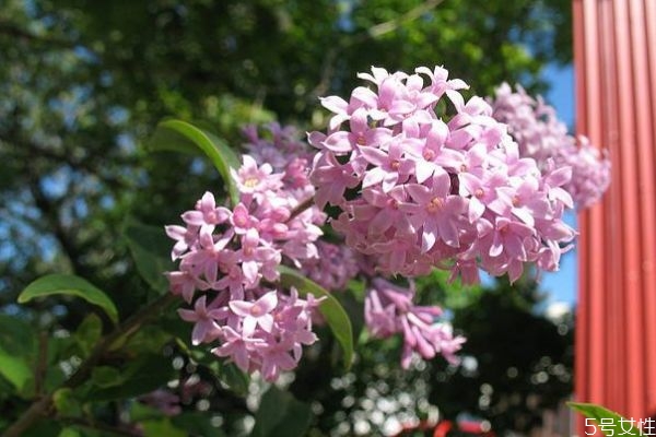 什么是紅丁香呢 紅丁香有什么作用呢 什么是紅丁香呢 紅丁香有什么作用呢