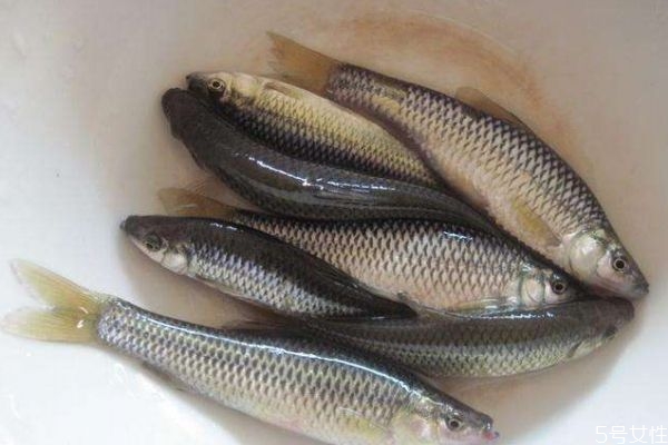 什么是麥穗魚(yú)呢 麥穗魚(yú)有什么營(yíng)養(yǎng)價(jià)值呢 什么是麥穗魚(yú)呢 麥穗魚(yú)有什么營(yíng)養(yǎng)價(jià)值呢