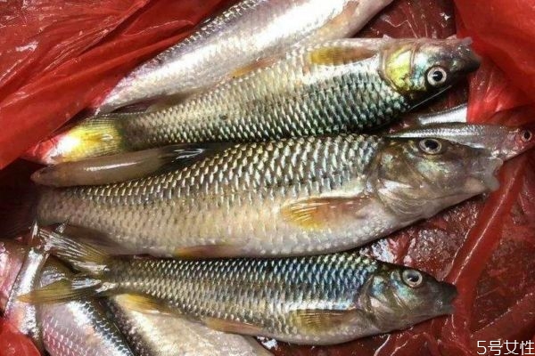 什么是麥穗魚(yú)呢 麥穗魚(yú)有什么營(yíng)養(yǎng)價(jià)值呢 什么是麥穗魚(yú)呢 麥穗魚(yú)有什么營(yíng)養(yǎng)價(jià)值呢