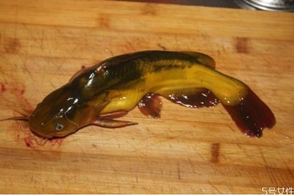 什么是塘鲺呢 塘鲺有什么營養(yǎng)價(jià)值呢 什么是塘鲺呢 塘鲺有什么營養(yǎng)價(jià)值呢