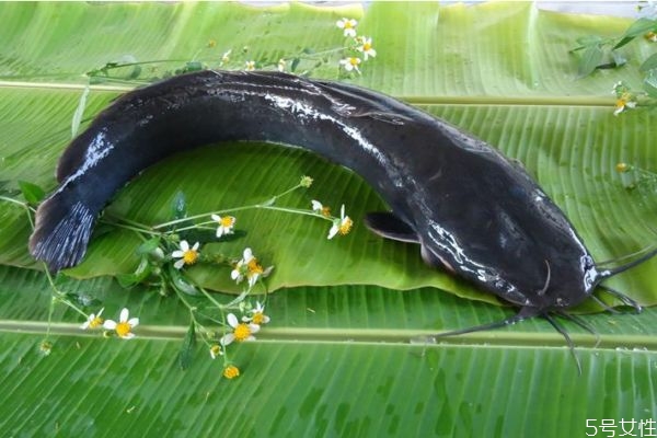 什么是塘鲺呢 塘鲺有什么營養(yǎng)價(jià)值呢 什么是塘鲺呢 塘鲺有什么營養(yǎng)價(jià)值呢