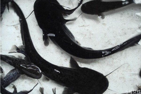 什么是塘鲺呢 塘鲺有什么營養(yǎng)價(jià)值呢 什么是塘鲺呢 塘鲺有什么營養(yǎng)價(jià)值呢