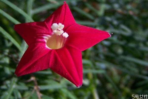什么是五星花呢 五星花有什么作用呢 什么是五星花呢 五星花有什么作用呢