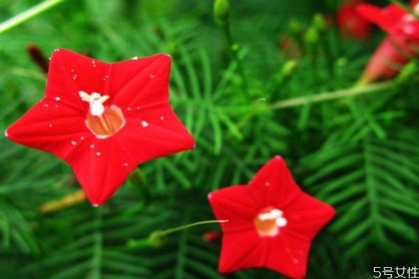 什么是五星花呢 五星花有什么作用呢 什么是五星花呢 五星花有什么作用呢