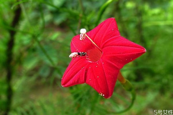 什么是五星花呢 五星花有什么作用呢 什么是五星花呢 五星花有什么作用呢