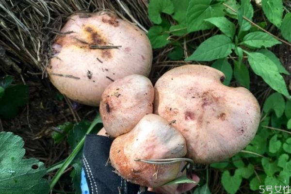 吃松蘑有什么好處呢 松蘑怎么做好吃呢 吃松蘑有什么好處呢 松蘑怎么做好吃呢