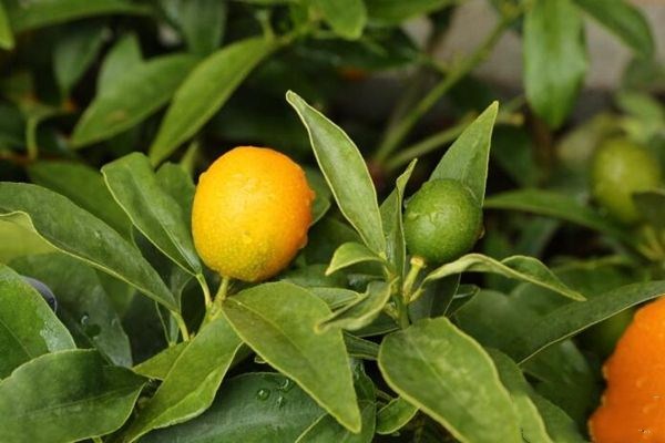 金桔吃多了皮膚會(huì)變黃嗎 吃金桔皮膚變黃多久能恢復(fù) 金桔吃多了皮膚會(huì)變黃嗎 吃金桔皮膚變黃多久能恢復(fù)