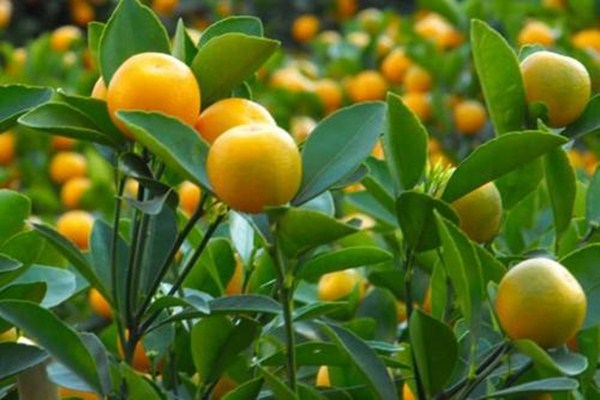 金桔吃多了皮膚會(huì)變黃嗎 吃金桔皮膚變黃多久能恢復(fù) 金桔吃多了皮膚會(huì)變黃嗎 吃金桔皮膚變黃多久能恢復(fù)