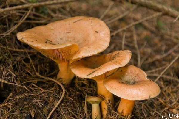 松乳菇怎么做好吃呢 松乳菇應(yīng)該怎么挑選呢 松乳菇怎么做好吃呢 松乳菇應(yīng)該怎么挑選呢