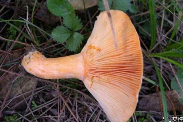 松乳菇怎么做好吃呢 松乳菇應(yīng)該怎么挑選呢 松乳菇怎么做好吃呢 松乳菇應(yīng)該怎么挑選呢