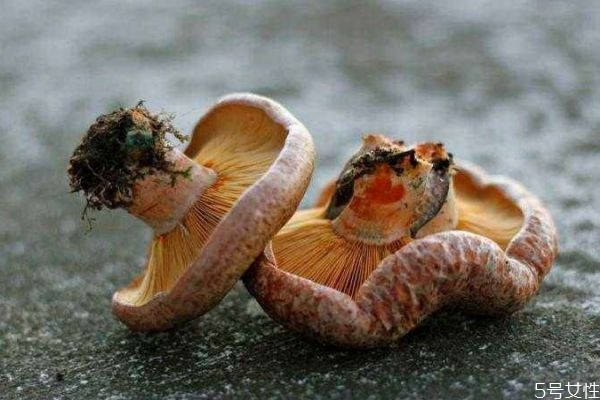 松乳菇怎么做好吃呢 松乳菇應(yīng)該怎么挑選呢 松乳菇怎么做好吃呢 松乳菇應(yīng)該怎么挑選呢