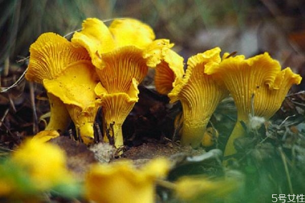 什么是雞油菌呢 雞油菌有什么營養(yǎng)價(jià)值呢