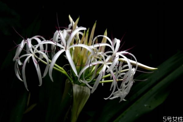 文殊蘭是一種什么植物呢 文殊蘭有什么作用呢 文殊蘭是一種什么植物呢 文殊蘭有什么作用呢