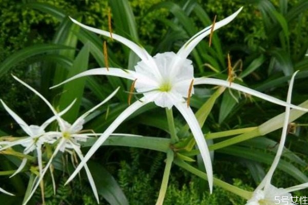 文殊蘭的花語是什么呢 文殊蘭的種植有什么注意的呢