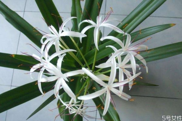 文殊蘭的花語是什么呢 文殊蘭的種植有什么注意的呢