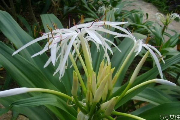 文殊蘭的花語是什么呢 文殊蘭的種植有什么注意的呢