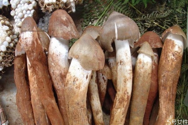 雞樅菌應該怎么挑選呢 雞樅菌出現(xiàn)在幾月份呢