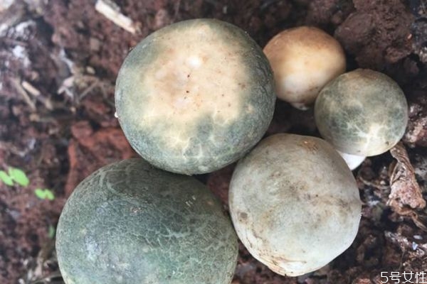 吃青頭菌有什么注意的呢 青頭菌應(yīng)該怎么選擇呢 吃青頭菌有什么注意的呢 青頭菌應(yīng)該怎么選擇呢