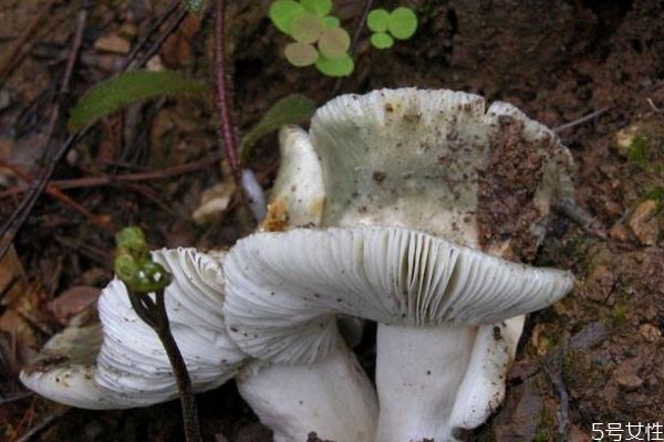 吃青頭菌有什么注意的呢 青頭菌應(yīng)該怎么選擇呢 吃青頭菌有什么注意的呢 青頭菌應(yīng)該怎么選擇呢