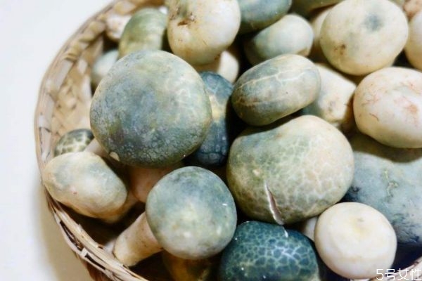 吃青頭菌有什么注意的呢 青頭菌應(yīng)該怎么選擇呢 吃青頭菌有什么注意的呢 青頭菌應(yīng)該怎么選擇呢