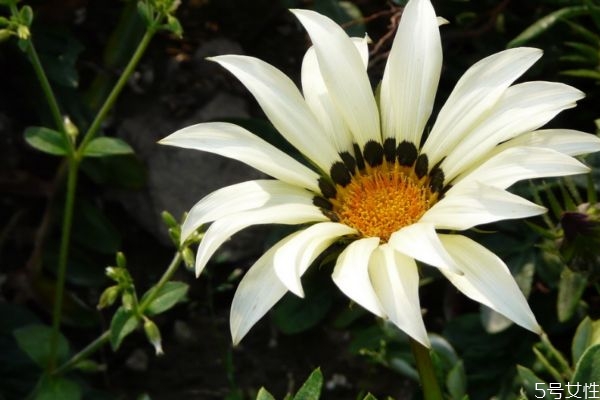 勛章菊的花語是什么呢 勛章菊的種植有什么注意的呢 勛章菊的花語是什么呢 勛章菊的種植有什么注意的呢