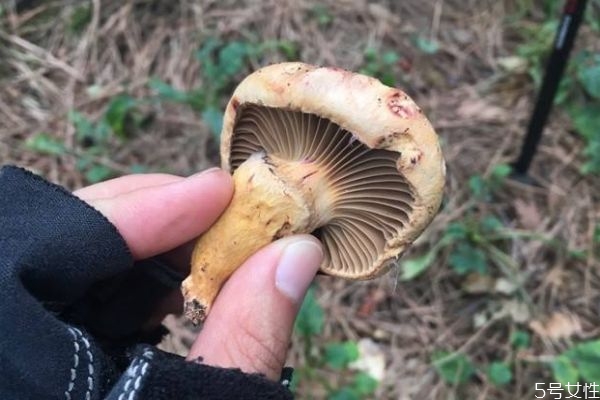 松蘑的功效與作用 松蘑菇怎么做好吃