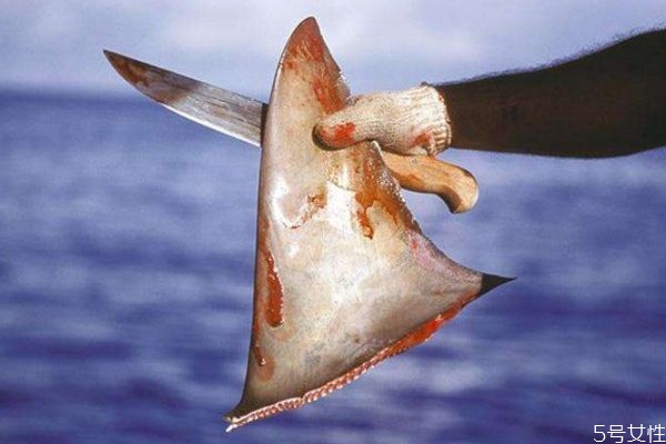 什么是魚翅呢 魚翅有什么營養(yǎng)價值呢 什么是魚翅呢 魚翅有什么營養(yǎng)價值呢