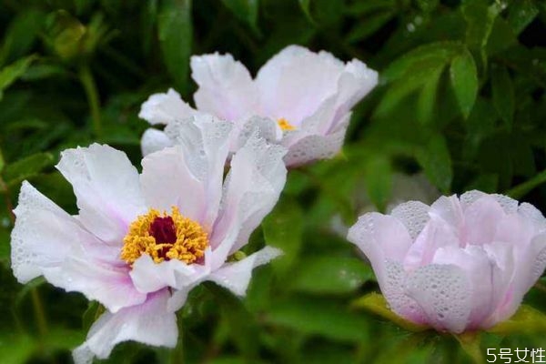 鳳丹是一種什么植物呢 鳳丹有什么作用呢 鳳丹是一種什么植物呢 鳳丹有什么作用呢