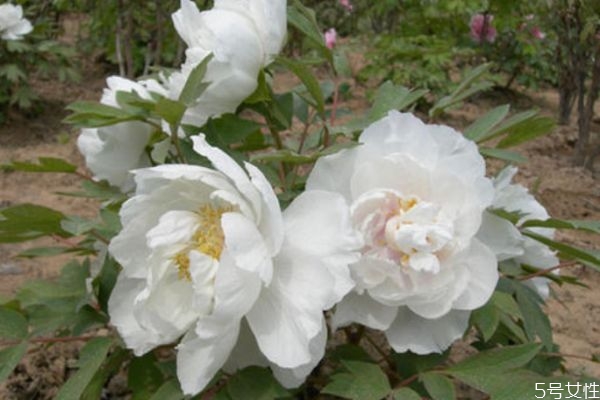 鳳丹是一種什么植物呢 鳳丹有什么作用呢 鳳丹是一種什么植物呢 鳳丹有什么作用呢