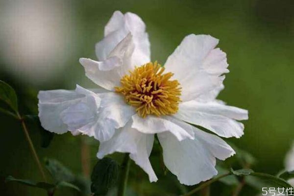 鳳丹的花語是什么呢 鳳丹的種植有什么注意的呢 鳳丹的花語是什么呢 鳳丹的種植有什么注意的呢