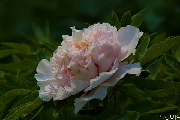 鳳丹的花語是什么呢 鳳丹的種植有什么注意的呢 鳳丹的花語是什么呢 鳳丹的種植有什么注意的呢