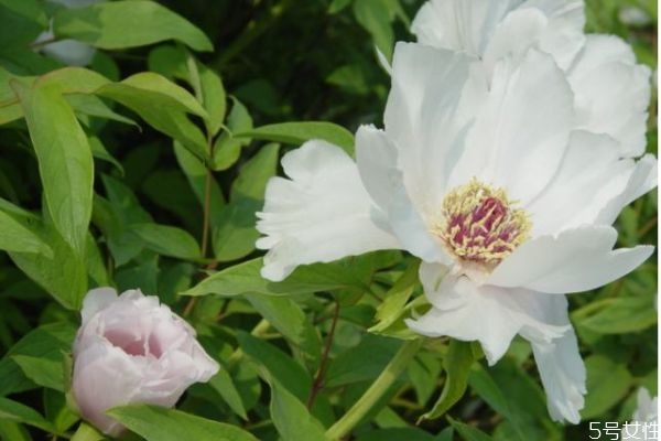 鳳丹的花語是什么呢 鳳丹的種植有什么注意的呢 鳳丹的花語是什么呢 鳳丹的種植有什么注意的呢