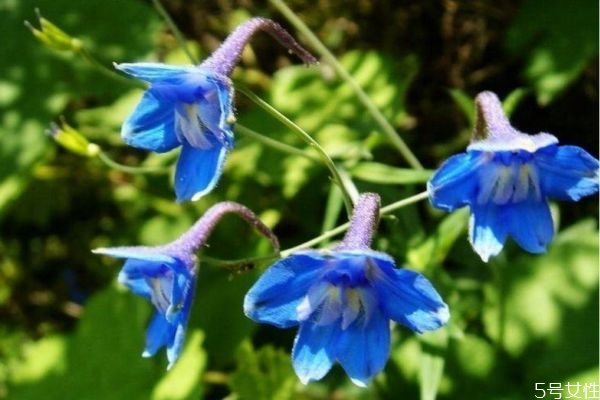 翠雀花是什么植物呢 翠雀花有什么作用呢 翠雀花是什么植物呢 翠雀花有什么作用呢