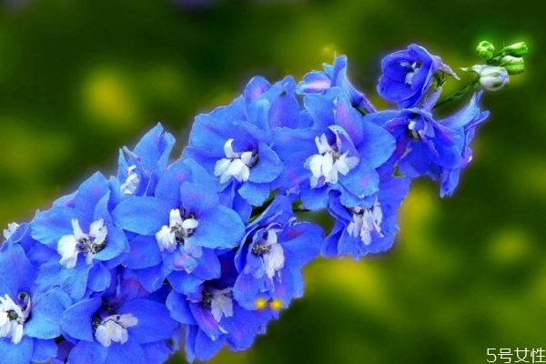 翠雀花是什么植物呢 翠雀花有什么作用呢 翠雀花是什么植物呢 翠雀花有什么作用呢