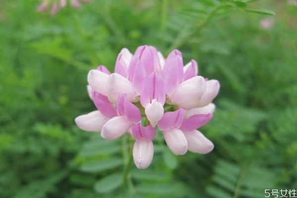 小冠花的花語是什么呢 小冠花的種植有什么注意的呢 小冠花的花語是什么呢 小冠花的種植有什么注意的呢