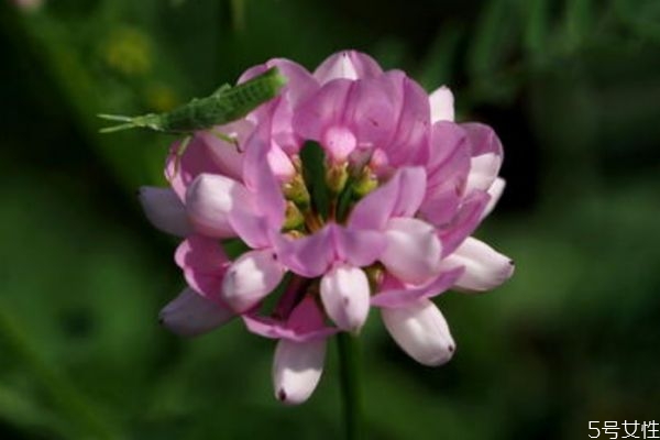 小冠花的花語是什么呢 小冠花的種植有什么注意的呢 小冠花的花語是什么呢 小冠花的種植有什么注意的呢