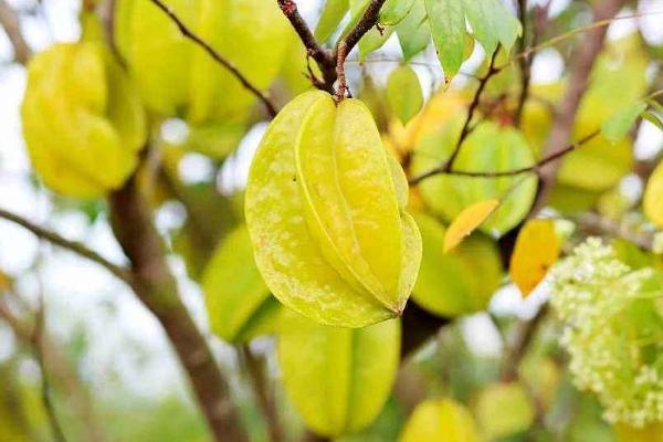 楊桃皮能不能吃 楊桃怎么處理才能吃 楊桃皮能不能吃 楊桃怎么處理才能吃