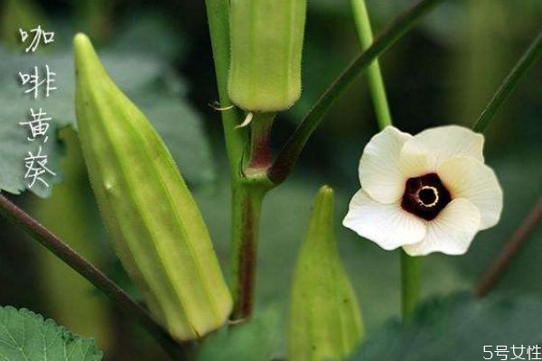 什么是咖啡黃葵呢 咖啡黃葵有什么營養(yǎng)價值呢 什么是咖啡黃葵呢 咖啡黃葵有什么營養(yǎng)價值呢