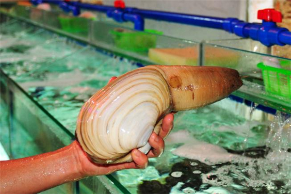 象拔蚌不能和什么一起吃 象拔蚌適合什么人吃 象拔蚌不能和什么一起吃 象拔蚌適合什么人吃