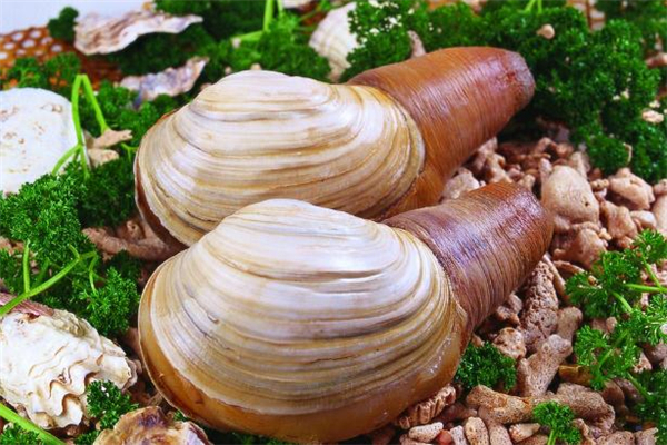 象拔蚌可以生吃嗎 象拔蚌有寄生蟲嗎 象拔蚌可以生吃嗎 象拔蚌有寄生蟲嗎